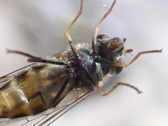 Parasyrphus punctulatus
