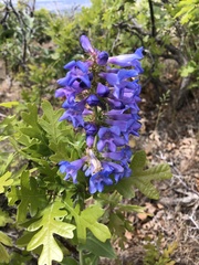 Penstemon cyananthus