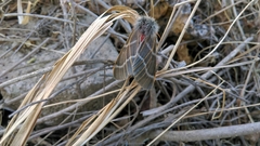 Hemileuca rubridorsa