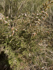 Thryptomene calycina