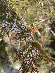 Thryptomene calycina