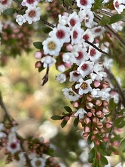 Thryptomene calycina