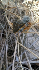 Hemileuca rubridorsa