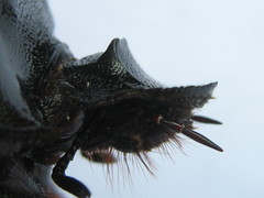 Heliocopris atropos
