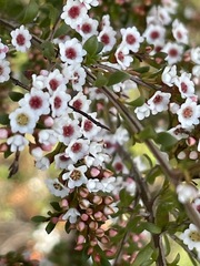 Thryptomene calycina
