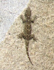 Hemidactylus giganteus