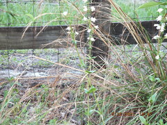 Penstemon multiflorus