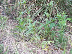 Penstemon multiflorus