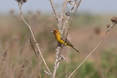 Emberiza bruniceps