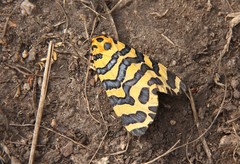 Amphicallia bellatrix