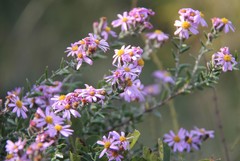 Athrixia phylicoides