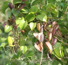 Dioscorea cotinifolia