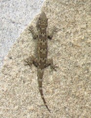 Hemidactylus giganteus