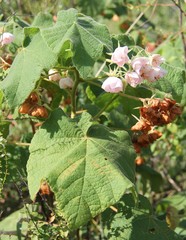 Dombeya burgessiae
