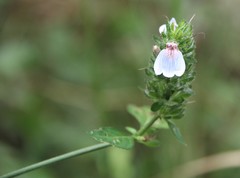 Justicia petiolaris