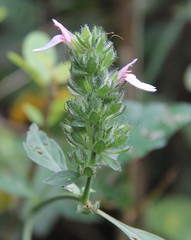 Justicia petiolaris