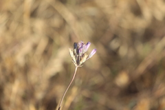 Dipterostemon capitatus capitatus