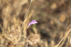 Dipterostemon capitatus capitatus