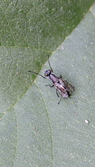 Plagiostenopterina