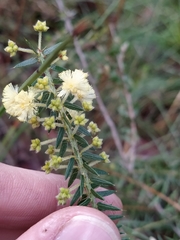Acacia semitrullata