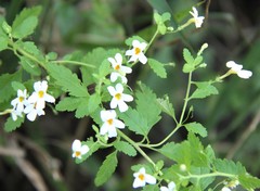 Chaenostoma floribundum