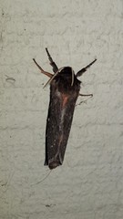 Oxycanus