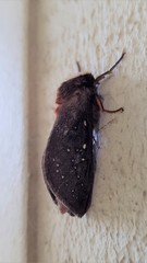 Oxycanus