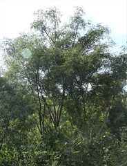 Albizia suluensis