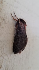 Oxycanus