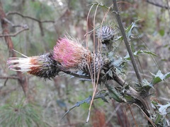 Cirsium subcoriaceum