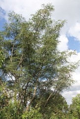 Albizia suluensis