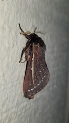 Oxycanus