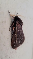 Oxycanus