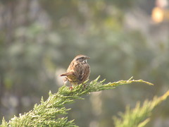Melospiza melodia