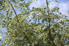 Albizia suluensis