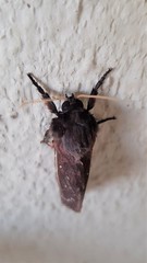 Oxycanus