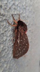 Oxycanus