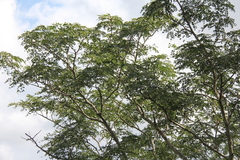 Albizia suluensis