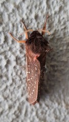 Oxycanus