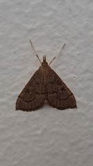 Metasia dicealis