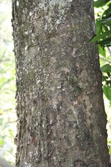 Albizia suluensis