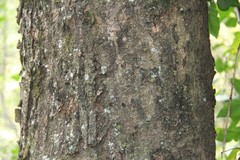 Albizia suluensis