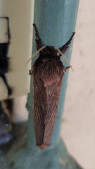 Oxycanus