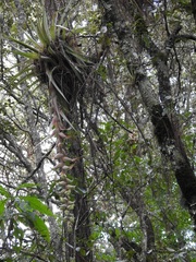 Tillandsia eizii