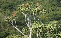 Aloidendron barberae