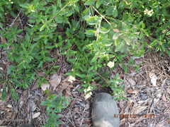 Lantana depressa