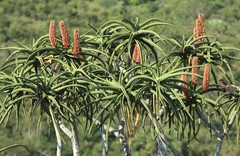 Aloidendron barberae