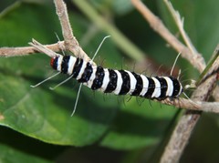 Amphicallia bellatrix