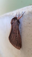 Oxycanus