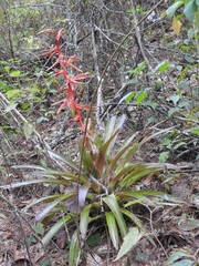 Tillandsia guatemalensis